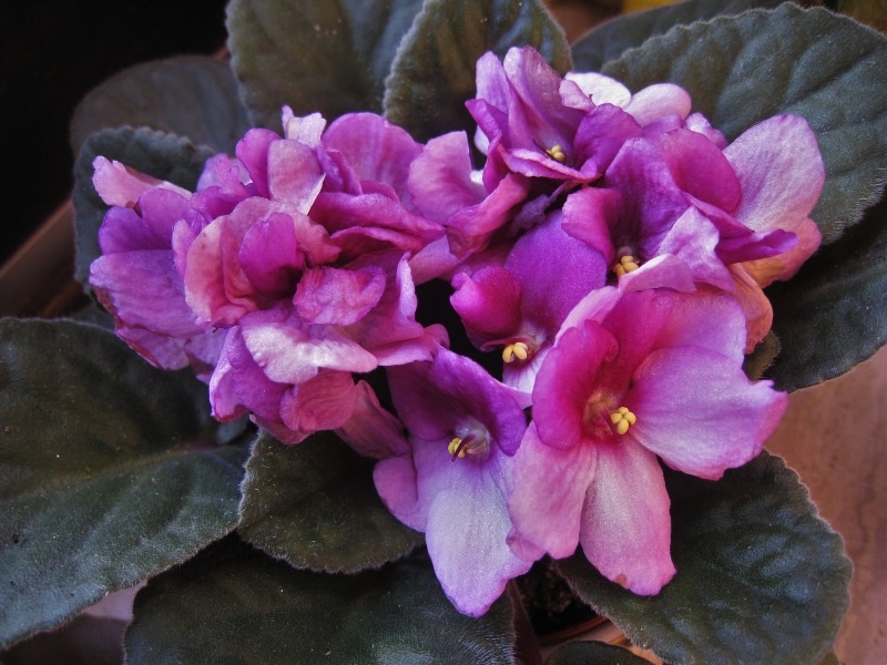 Signs from spirit african violet