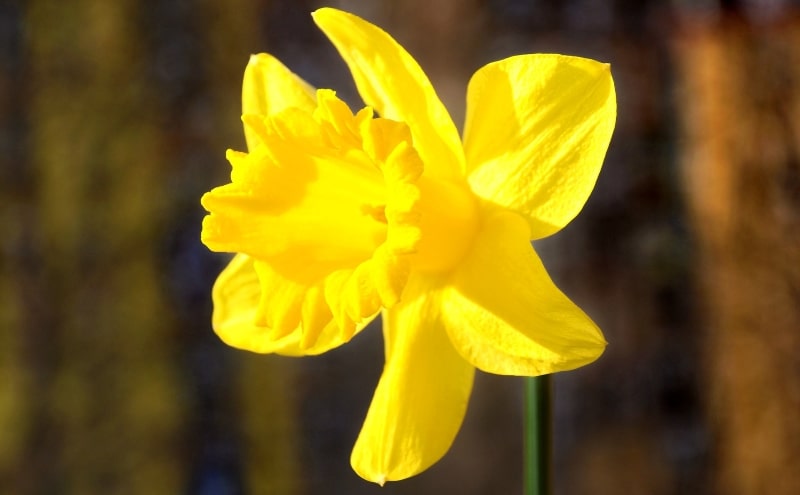 Signs from spirit daffodil