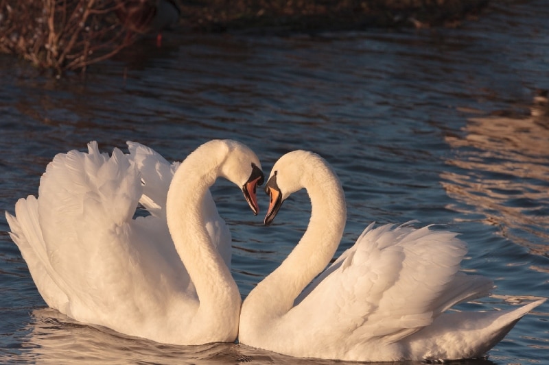 Twin flame relationship swans