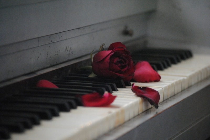 Unrequited love rose