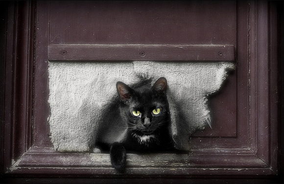 black cat by nebojsa mladjenovic