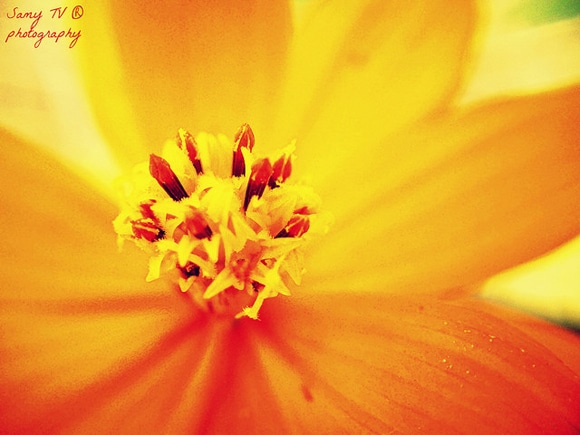 button of an orange flower