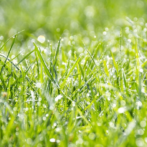 earthing grass