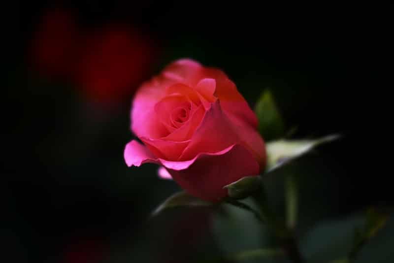 easy love spells red rose