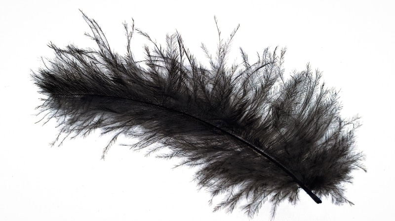angel feathers black