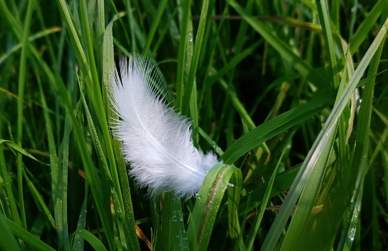 finding angel feathers 