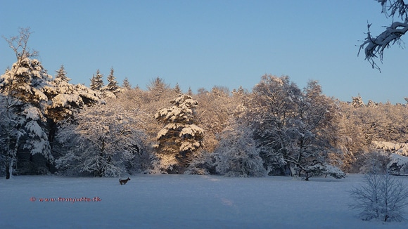 tom jutte winter in holland